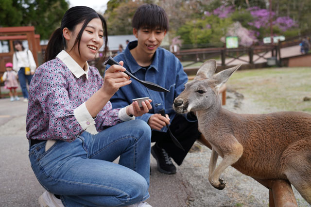 アカカンガルー