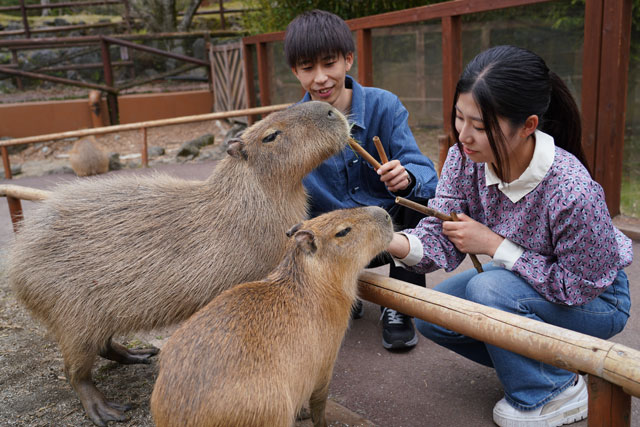 カピバラ