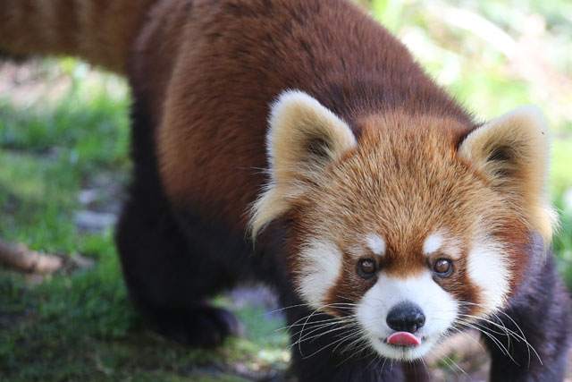 レッサーパンダ