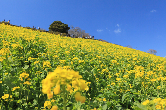 菜の花