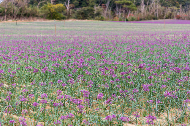 らっきょう畑一面の花