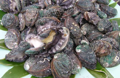 第回熊石あわびの里フェスティバル 八重桜鑑賞 お祭りライナー ツアー詳細 クラブゲッツ