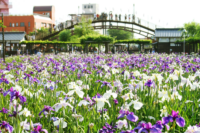 水郷潮来あやめまつり