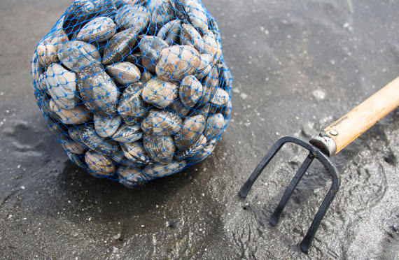 貝の持ち帰り方