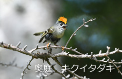 奥庭・キクイタダキ