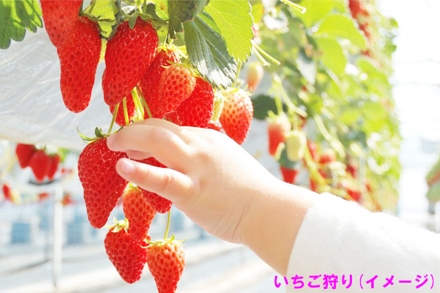 沼田市支援対象バスツアー 新宿発 カニ尽くし贅沢ランチ 本ズワイガニ いちご狩り食べ放題 酒蔵で地酒試飲に上州沼田 伊香保温泉散策まで まんぷく満足ツアー ツアー詳細 クラブゲッツ