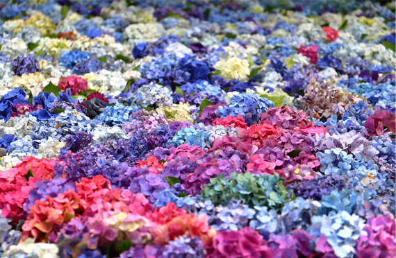 東京発 美しき紫陽花の花手水 雨引観音と情緒あふれる佐原の街歩き おやつは鉾田のメロン半玉試食と 1玉お土産付 初夏の日帰りバスツアー ツアー詳細 クラブゲッツ