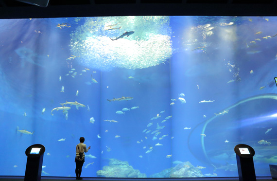 東京発】一生に一度は見たい絶景・国営ひたち海浜公園の咲き誇る