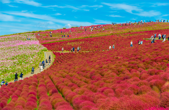 コキア