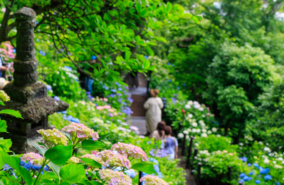 東京発 古都鎌倉巡り 花の寺 長谷寺のあじさいと高徳院の大仏見学 鎌倉 江ノ島散策 初夏満喫日帰りバスツアー ツアー詳細 クラブゲッツ