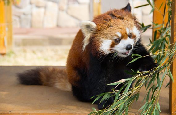 夏休み特別企画 動物たちの楽園 富士サファリパークと天然冷蔵庫の鳴沢氷穴を探検 御殿場プレミアムアウトレットでお買い物 夏休み満喫日帰りバスツアー ツアー詳細 クラブゲッツ 夏休み特別企画 動物たちの楽園 富士サファリパークと天然冷蔵庫の鳴沢氷穴を探検 御殿場プレミアムアウトレットでお買い物 夏休み満喫日帰りバスツアー ツアー詳細 クラブゲッツ