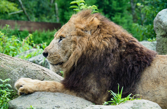 新宿発 動物たちの楽園 富士サファリパークと御殿場プレミアム アウトレットでお買い物 きらめく時之栖ウィンターイルミネーション 静岡満喫日帰りバスツアー ツアー詳細 クラブゲッツ