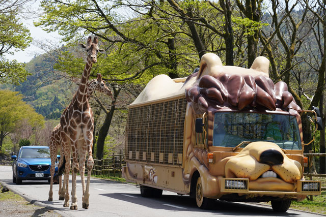 新宿発】動物たちの楽園「富士サファリパーク」たっぷり満喫！！大人気