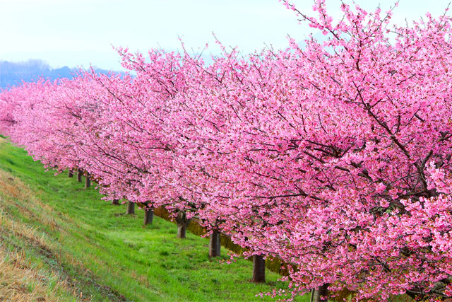 かんなみの桜
