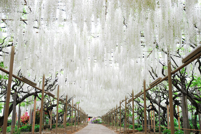 あしかがフラワーパーク