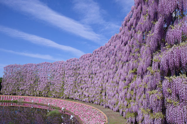 むらさき藤のスクリーン