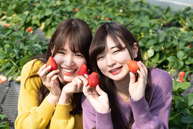 新宿発】初物「いちご狩り」栃木ブランド品種が30分食べ放題