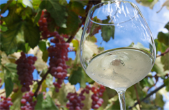 シャトー・メルシャン