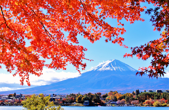 新宿発 鮮やかに色づく河口湖 もみじ回廊と富士山の絶景コラボ 旬のりんごとぶどうのwくだもの狩り 御殿場プレミアムアウトレットでお買い物 秋満喫日帰りバスツアー ツアー詳細 クラブゲッツ