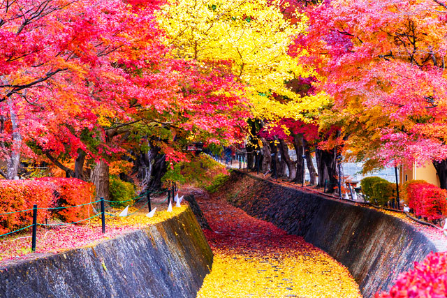 河口湖紅葉まつり