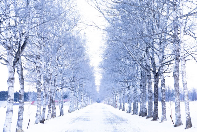 十勝牧場白樺並木