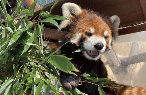 旭山動物園