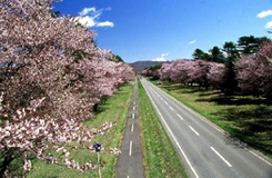 静内桜