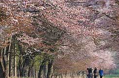 静内桜