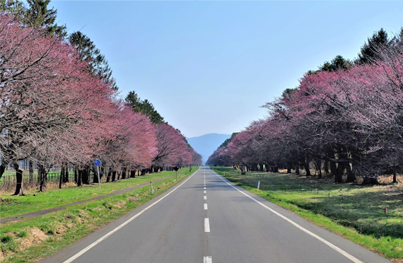 桜薫る静内二十間道路