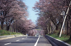 有珠善光寺観桜と登別桜トンネルお花見ライナー ツアー詳細 クラブゲッツ