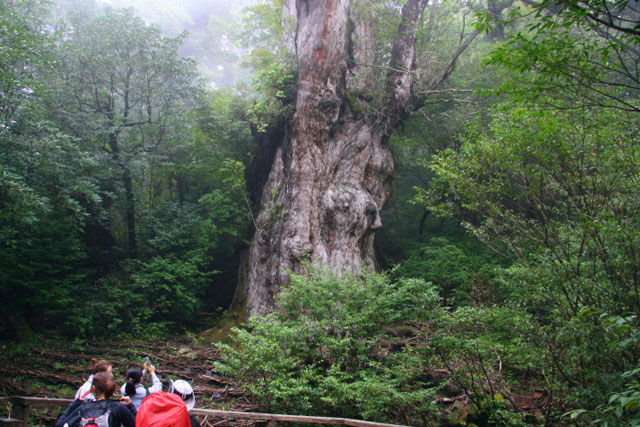 世界自然遺産「屋久島」の旅