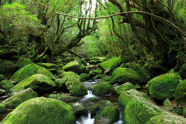 屋久島グリーンホテル(シングルルーム)