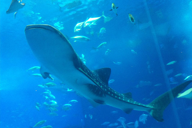 沖縄美ら海水族館