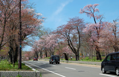 登別桜