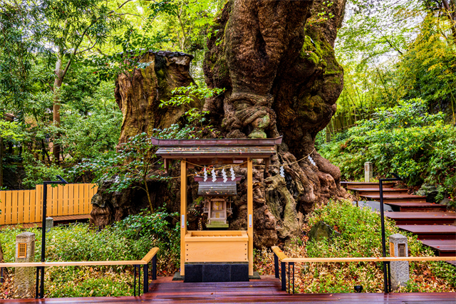 来宮神社