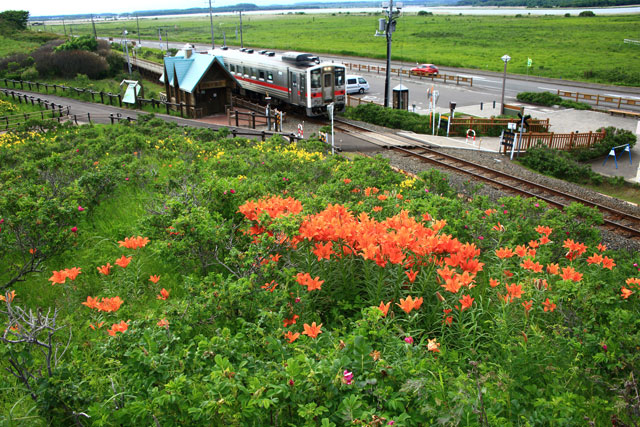 小清水原生花園