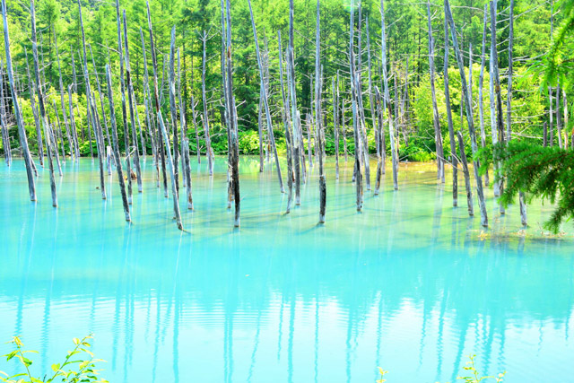 青い池