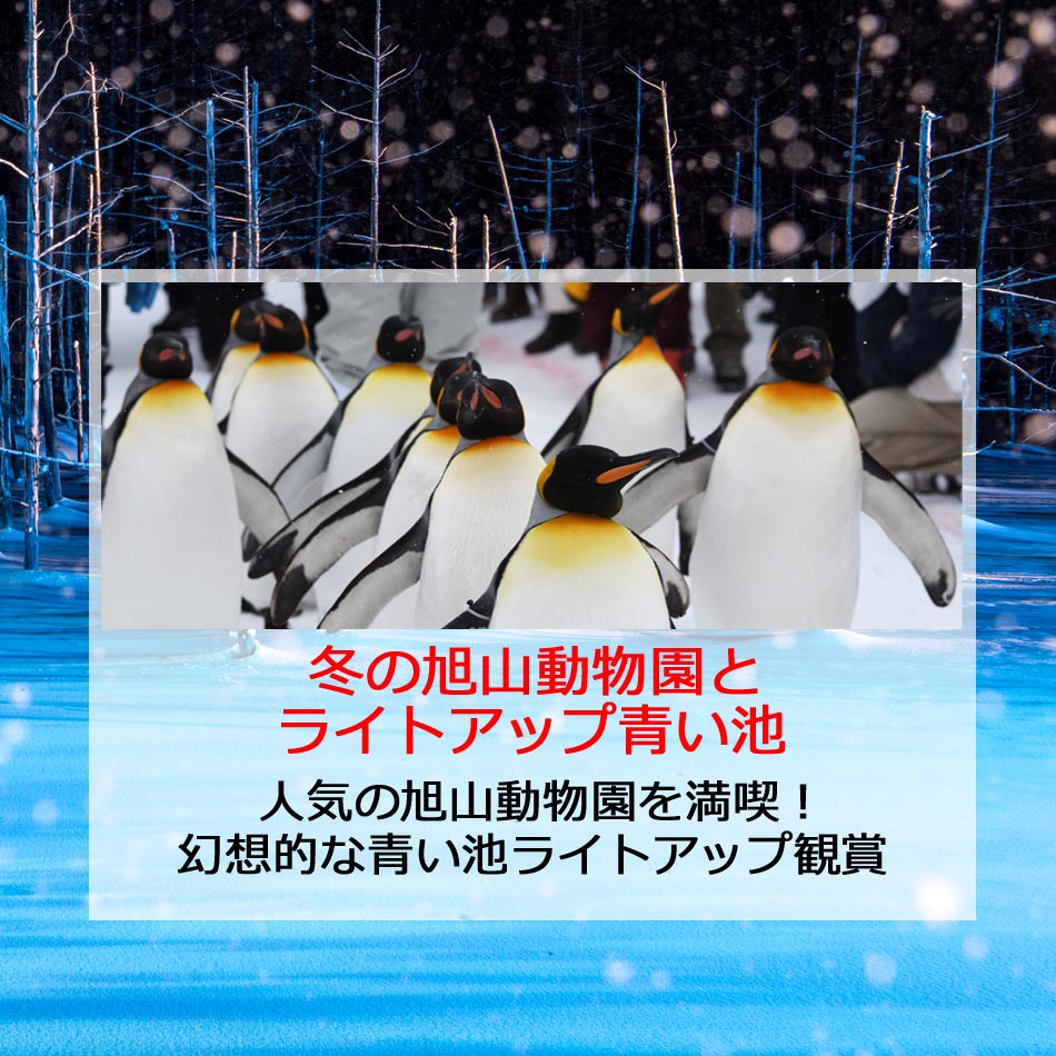 冬の旭山