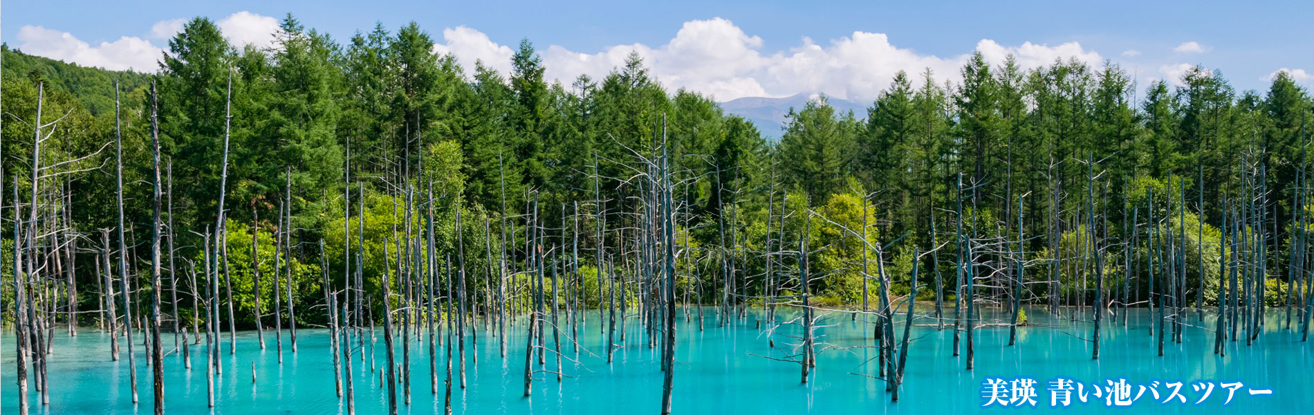 富良野・美瑛 日帰りバスツアー