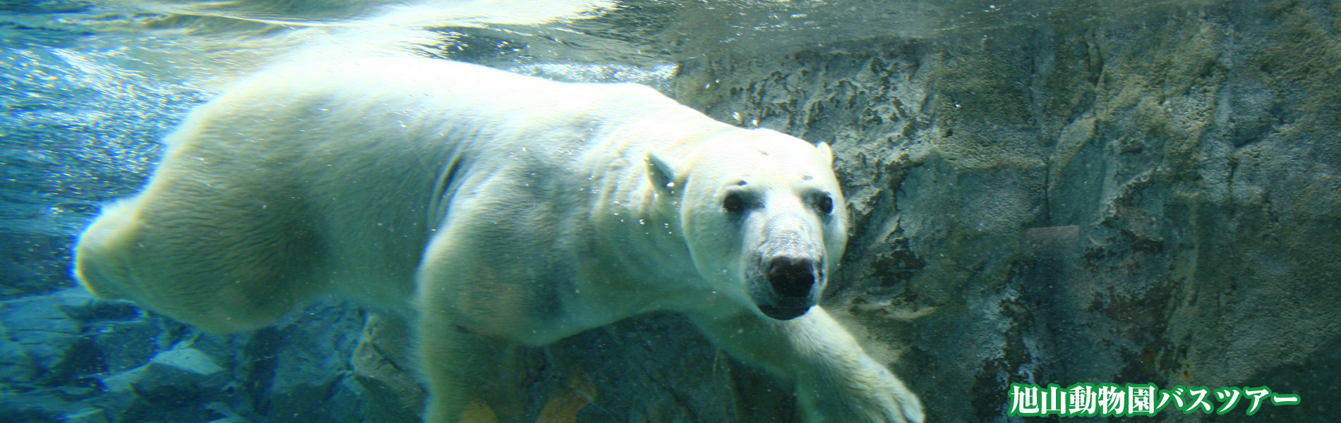 旭山動物園 日帰りバスツアー