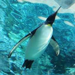 旭山動物園特集