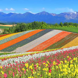 富良野・美瑛特集