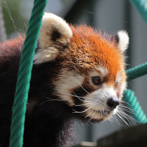 旭山動物園