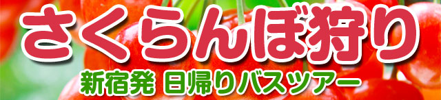 さくらんぼ狩りバスツアー