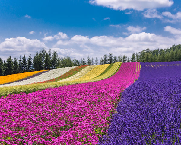 富良野・美瑛