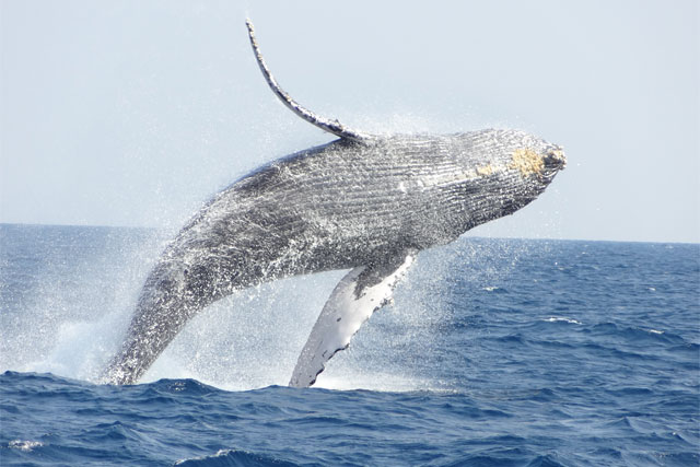 ザトウクジラのブリーチ