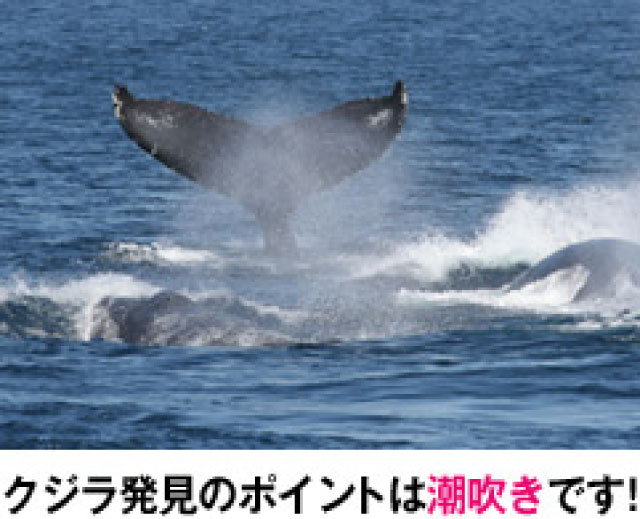 クジラ発見のポイントは潮吹きです！