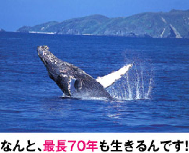 なんと、最長70年も生きるんです！