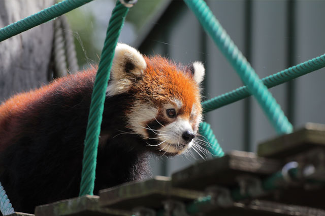 【GOGOキャンペーン】《5/9～7/14発》行動展示で人気の旭山動物園と富良野・美瑛青い池欲張りプラン