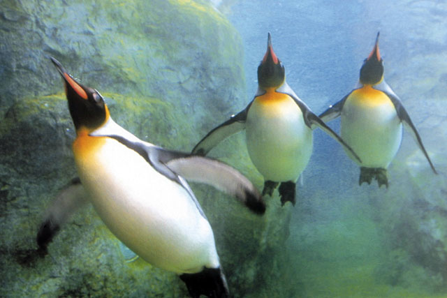 旭山動物園バスツアー付